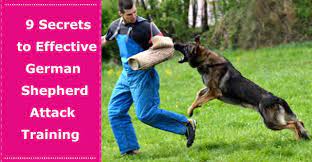 As with any dog training, it will be exponentially easier to begin when your german shepherd is a puppy. 9 Secrets To Effective German Shepherd Attack Training Petxu