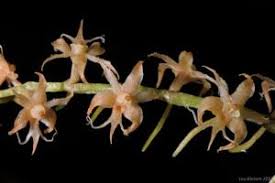 Image result for Tridactyle