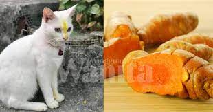 Ketika mana jangkitan kuman berlaku pada bahagian dalam hidung, sel darah putih pun akan berkumpul di tempat tersebut. Sapu Kunyit Pada Batang Hidung Rawatan Alternatif Sembuhkan Demam Selesema Kucing Mingguan Wanita