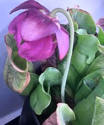 Image result for Sabicea venosa