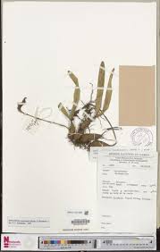 Image result for Bulbophyllum sandersonii