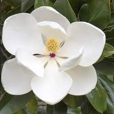 Magnolia Grandiflora Bull Bay Magnolia Grandiflora Magnolia Flower Evergreen Magnolia