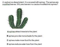 Those are spines, which are actually modified leaves. Look At The Question Below Think And Answer Ms Padmini S Discovery Den