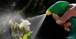 The quickest method being the pest control teleport, which is a reward from treasure trails and can. What Is The Best Time To Spray Pesticide On Plants