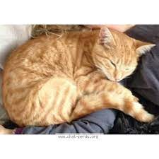 278169 chat trouve trouve chat beige roux femelle poils courts pelage tigre trouve le 07 11 2016 45330 malesherbes fr chat trouve chat chat perdu