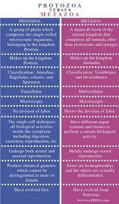 What Is The Difference Between Protozoa And Metazoa Pediaa Com Vertebrates And Invertebrates Biological Activity Microscopic Organisms