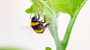 By hanging houses where hovering bees are present, you can attract them to the nest. Pollen Starved Bumblebees Bite Half Moons Into Plants To Make Them Bloom Live Science