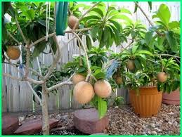 We did not find results for: 9 Jenis Tanaman Buah Yang Bisa Ditanam Dalam Pot Dunia Fauna Hewan Binatang Tumbuhan Tanaman Buah Tanaman Rambat