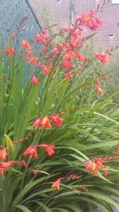 Garten Montbretie Crocosmia X Crocosmiiflora