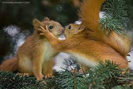 Kissing Squirrels Cute Animals Kissing Animals Kissing Animals Beautiful