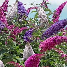 Perfecta Trifecta Butterfly Bush Nature Hills Nursery Butterfly Bush Bushes And Shrubs Bush Plant