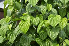 Hijau sirih dan daun sirih in english daun kesehatan alami gigi luka khasiat khasiat daun sirih hir. Betel Leaf Plant Daun Sirih Stock Photo Picture And Royalty Free Image Image 144553331