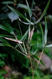 Image result for Oldeania alpina