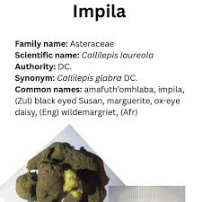 Image result for Callilepis laureola