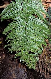Image result for Asplenium goetzei