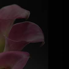 You can check the working days and hours below before going there. Heaven Sent Flowers Florists 506 E 3rd St London Ky Phone Number Yelp