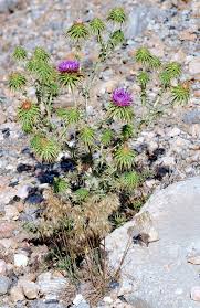 Image result for Platylepis glandulosa