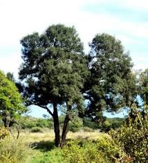 Image result for Xanthocercis zambesiaca