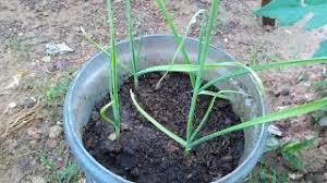 Simak langkah dan cara menanam bawang putih di rumah dengan mudah, yuk! Cara Menanam Bawang Putih Di Pot Atau Polybag How To Grow Garlic In Pots Or In Polybags Youtube