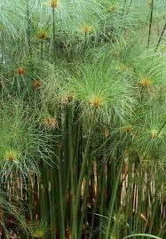 Image result for Cyperus papyrus