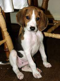 Treeing Walker Coonhound History Temperament Care Training More Dogs And Dog Advice Treeing Walker Coonhound Coonhound Puppy Walker Coonhound