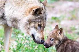 9000+ vectors, stock photos & psd files. Wolf Wwf Osterreich