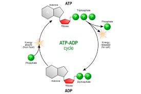 Electron Transport Chain And Energy Production