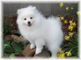 Black American Eskimo Dog For Sale Add Photos Beautiful American Eskimo Dog In Your Blog American Eskimo Dog American Eskimo Dog Puppy Miniature American Eskimo