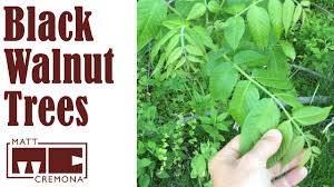 The story of the pecan tree (carya illinoensis) is inextricably intertwined with the story of the united states. A Walk Through Walnut Grove Identifying Black Walnut Trees Youtube
