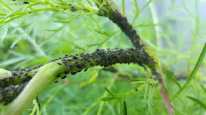 L.) kommt in allen teilen der uns bekannten welt vor (ja sogar in ländern der dritten welt), bis auf australien (zum ausgleich gibt es dort sehr, sehr viele schafe). Teil 1 Nutzlinge Gegen Blattlause Einsetzen Gartenzeitung Com