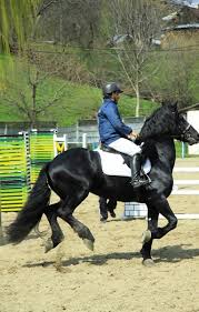 Romanya, neamț, piatra neamț konumundaki 27078 yer içerisinden seçildi. Programul De La Baza Hipica Virgil Barbuceanu Piatra Neamt