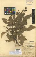 Image result for Allophylus ferrugineus