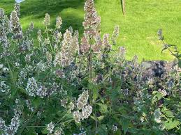 Like most mints, catnip tolerates a wide range of growing conditions. A Complete Guide To Growing Catnip From Seed To Harvest Dengarden