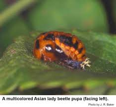 All ladybirds can bite, but the harlequin ladybird is. Multicolored Asian Lady Beetle In The Landscape Nc State Extension Publications
