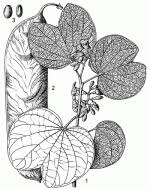 Image result for Piliostigma thonningii