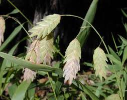 Image result for Chasmanthium latifolium