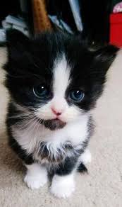 Pinterest For Business Marketing Expert Uk Specialist In 2020 Kittens Cutest Cute Cats And Kittens Cute Baby Animals
