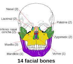 The frontal, parietal, temporal and occipital bones are joined at the cranial sutures. The Skull Boundless Anatomy And Physiology