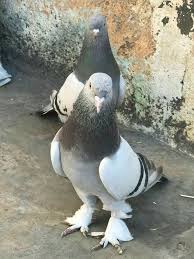 Pin On Birds