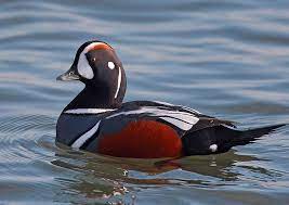 hidden new jersey yes we have no dracula birds but how about a pelican duck bird harlequin duck pet birds