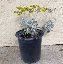 Image result for Eriospermum flexuosum