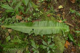 Image result for Asplenium ceii