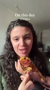 Its strawberry season 🍓 Koral loves strawberries! How about you? 😍 Let me  know in the comments if your beardie likes them. Fruit is a snack for them  & shouldn’t be a staple in their diet. Feed them ...