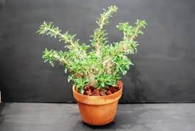 Image result for Pachypodium saundersii