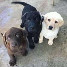 Click Here For More Details This Tshirt Design Photography For Labrador Retrievers Will Look En In 2020 Cute Baby Animals Cute Animals Labrador Retriever Dog
