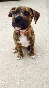 Pin By Shante Clarke Walker On Not My Saint But Oh So Cute Beautiful Dogs Rare Dog Breeds Puppy Paws
