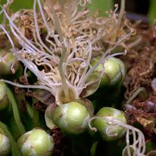 Image result for Maranthes