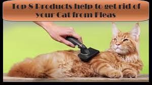 6) is revolution flea treatment waterproof? Best Flea Treatment For Cats Revolution Youtube