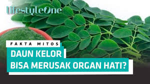 Look through examples of kelor translation in sentences, listen to pronunciation and learn grammar. Daun Kelor Manfaatnya Tak Selebar Daunnya Fakta Atau Mitos Youtube