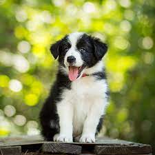 1 Border Collie Puppies For Sale In Dallas Tx Uptown